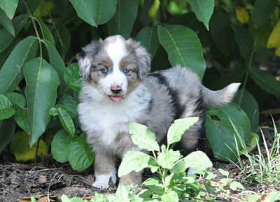 Blue merle female with long tail, blue eyes