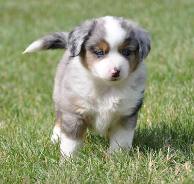 Blue merle male with long tail, blue eyes